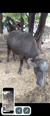ભેસ વેચવાનીછે