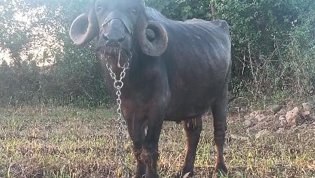 જાફરાબાદી ભેંસ વેચવાની છે 20 દિવસન