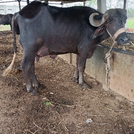 પેલા વેતર ની ભેંસ વેચવાની છે
