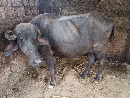 ં