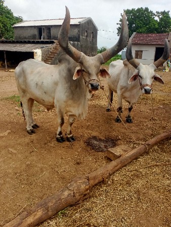 બરધ વેચવાના છે