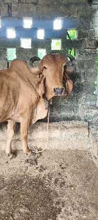 ગાય વેચવાની છે