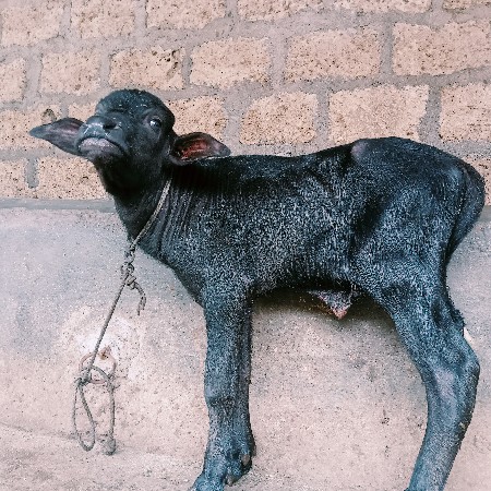 પાડો વેચવાનો છે