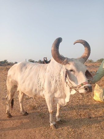 બળદ વેચવાનો છે