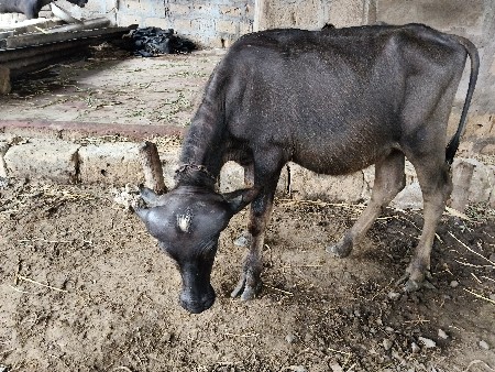 જાફરાબાદી પાડી વેચવાની છે.