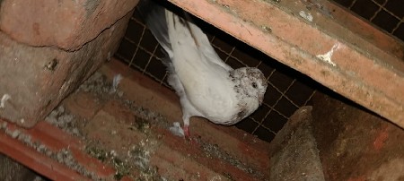 વેચવાના છે
