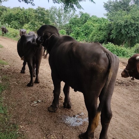 પુનાભાઈગઢવી