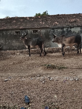 ગોધલા વેચવાના છે
