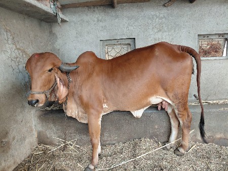 ગીર ગાય