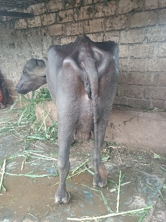 ભેંસ વેચવાની છે