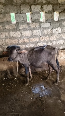 ૧ પાડો ૧ પાડિ