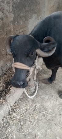 બે.ભેશ.દેવાની