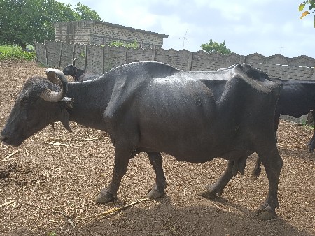 2 . bhesh vechvani 6