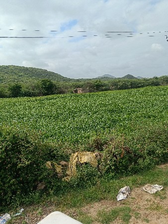 mithi jvar