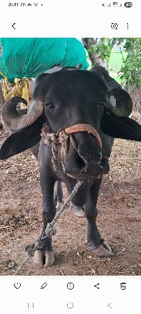 પેહલુ વેતર