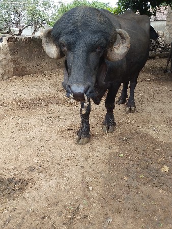 કિંમત  છે એક લાખ રૂપિયા