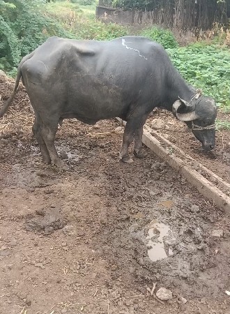 ટોટલ જવાબદારી થી દેવાની છે