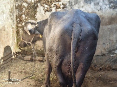 2 વેતર વિયાણી