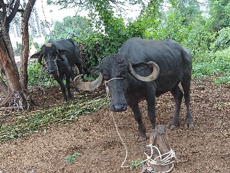 ભેંસો વેચવાની છે