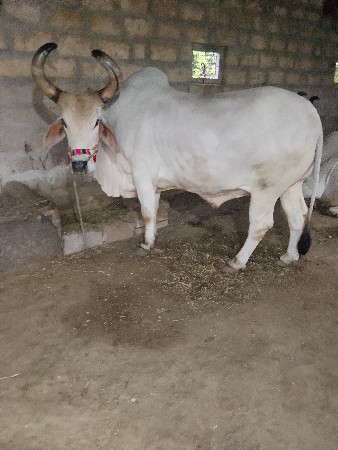 બળદ વેચવાનો છે