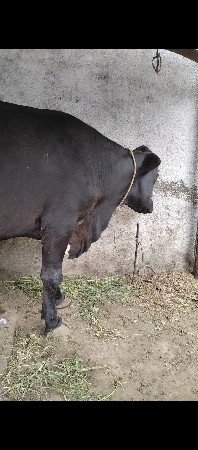 આ ગાય વેસવાની સે
