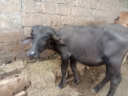 હોળકી અને ખડેલી વેચવાના છે.