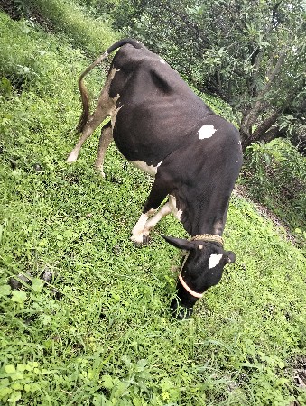 વેસવાની