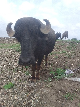 આ બેય ખટેલા વેચવાના ના છે