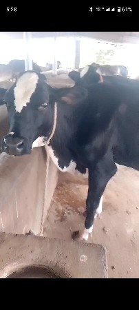 વેચવાનિ સે
