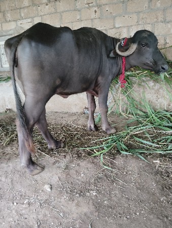 ખડેલી છે 3 વરસ ni