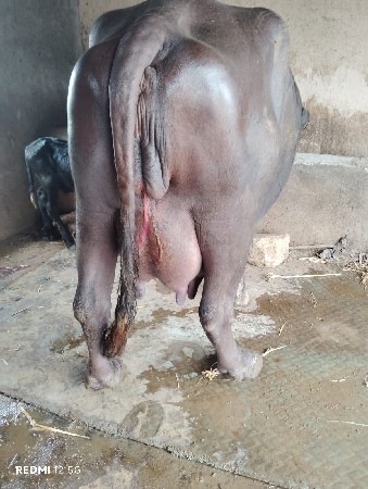 ભેંસ વેચવાની છે