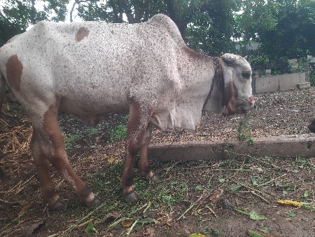 વાસળી વેચવાની છે