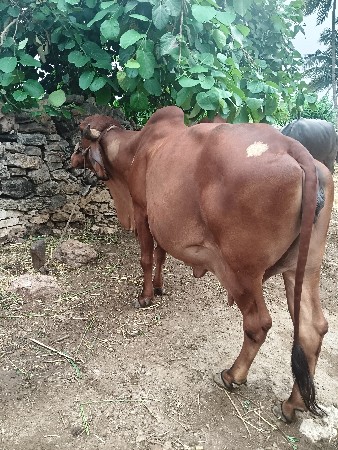 ગીર ગાય ની કિંમત 70,000 છે