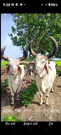 બળદ
