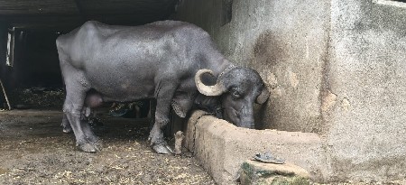 ભેંસ વેચવાની છે