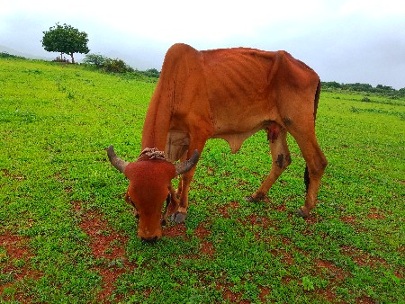 ગીર ગાય વેચવાની છે