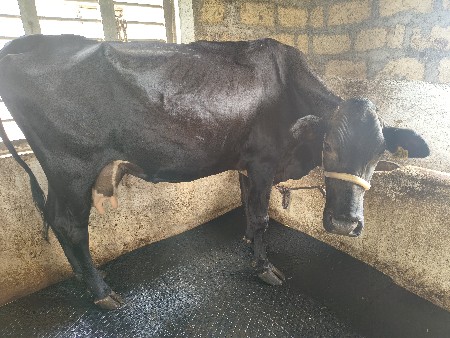 એસ એફ ગાય વેચવાની છે ફુલ જવાબદારી