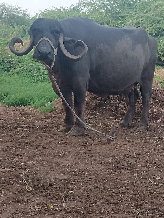 ભેંસ વેચવાની છે