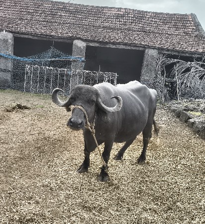 ભેંસ વેચવાની છે.