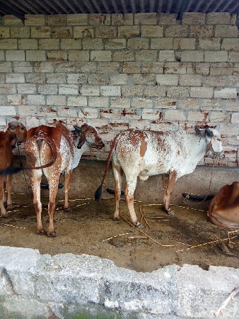ગોંડલમાં
