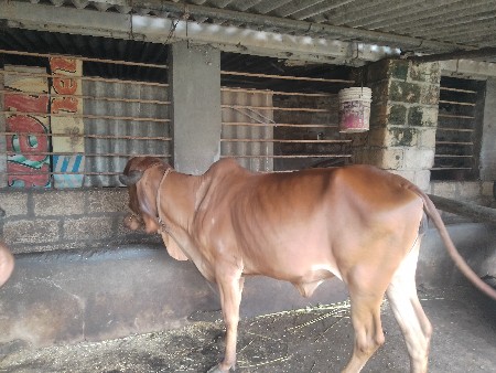 સાત મહિનાની ગાભણ