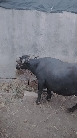 ભેસ