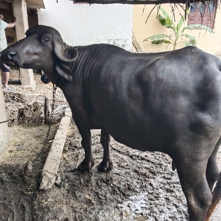 ભેંસ વેચવાની છે