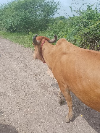 આ ગાય વેચવાની છે