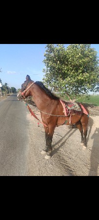 ghodi apavani se