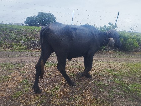 વેચવાની છે