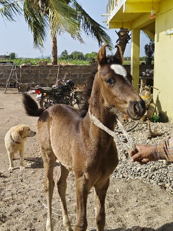 rajvansh