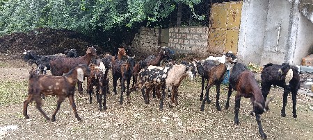 23 નંગ બકરા વેચવાના છે.