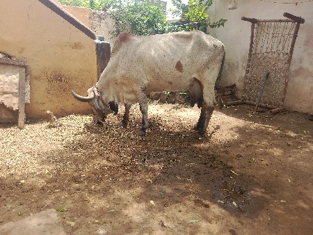 ગાય વેચવાની છે