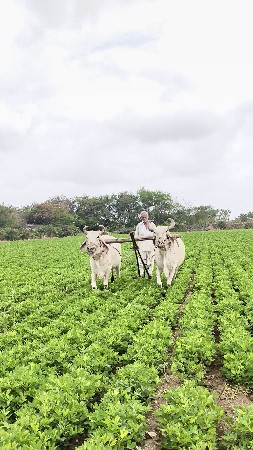 બરધ બેસવાના છે